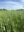TimothyMix Souman Agro